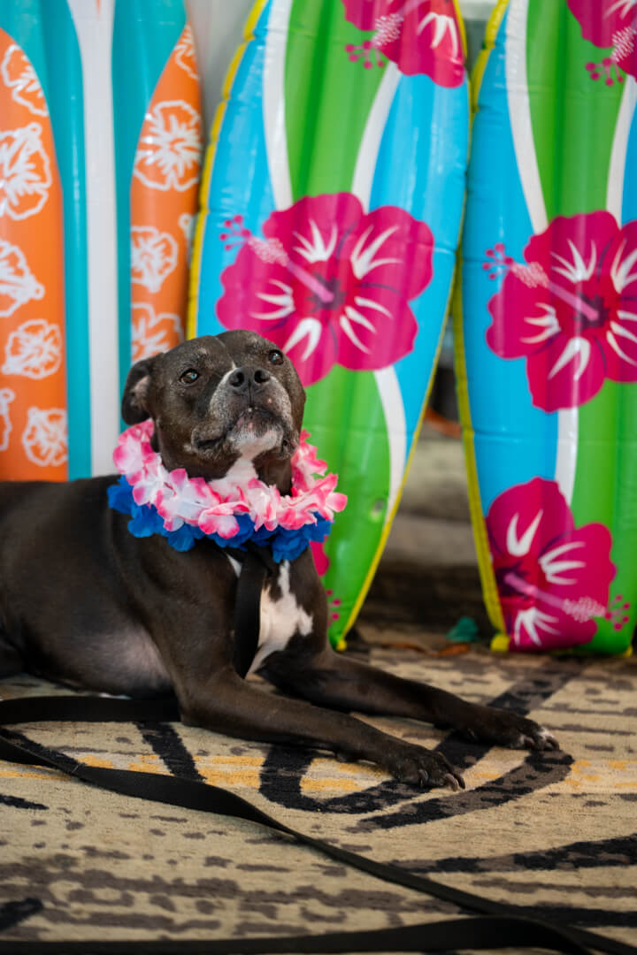 Summer Slaughter Wicked Dicey Summer Slaughter