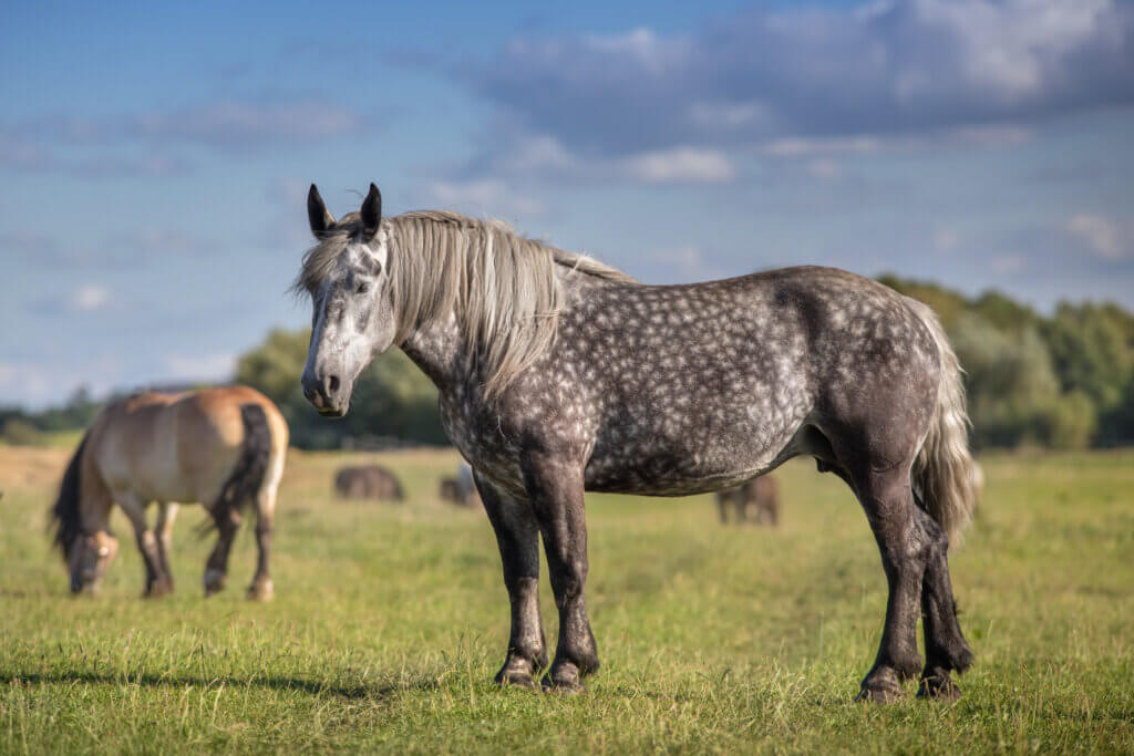 Speckled Gray Horse Standing in a Grassy Field with Other Horses Grazing in the Distance Under a Blue Sky